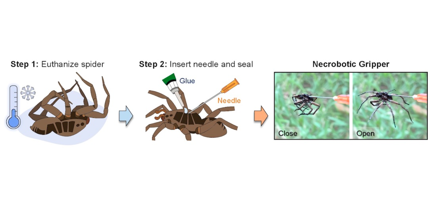 Spiders used as mechanical grippers for soft robotics