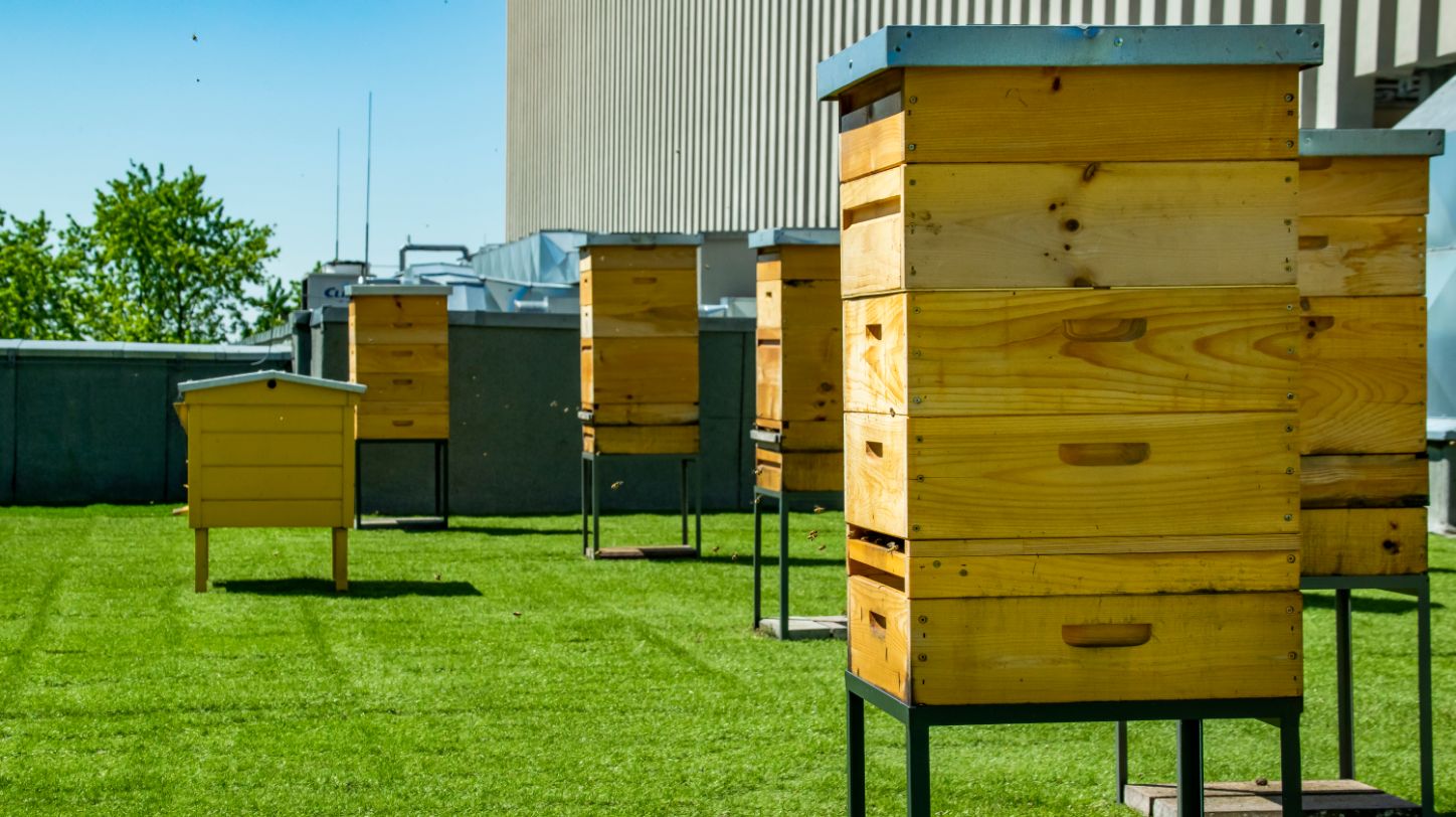 Faced with dwindling bee colonies, scientists are arming queens with robots  and smart hives